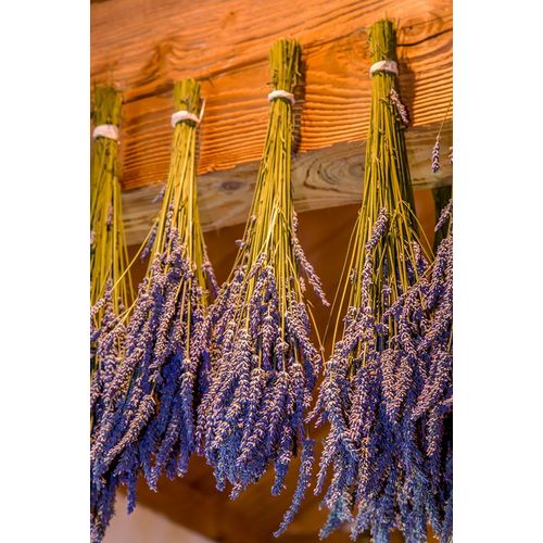 Horton, Janet 아티스트의 San Juan Island-Washington State-USA Bunches of lavender hung to dry작품입니다.